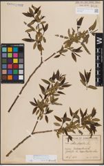Foto von Salix fragilis L.